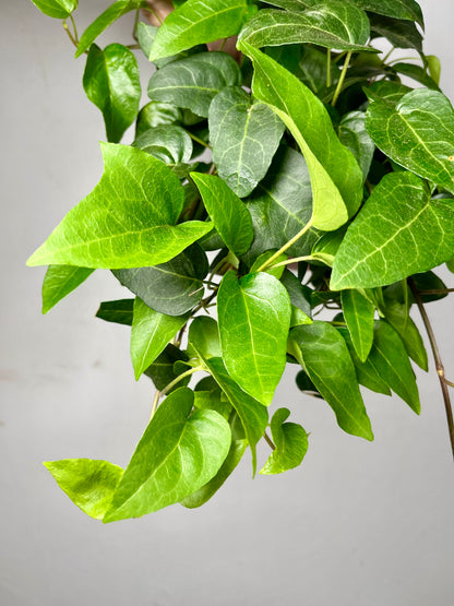 Hedera helix 'Lingsuta' – Trailing English Ivy