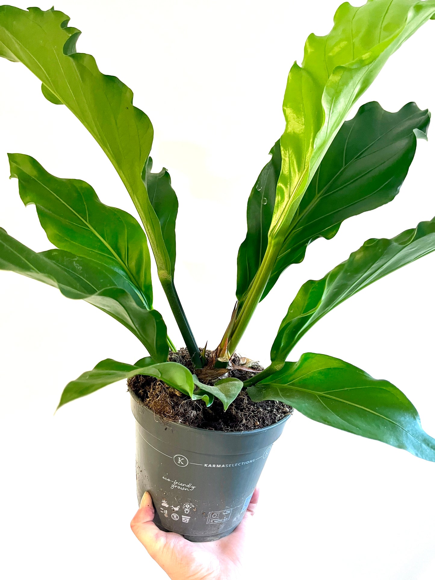 Anthurium hookeri -