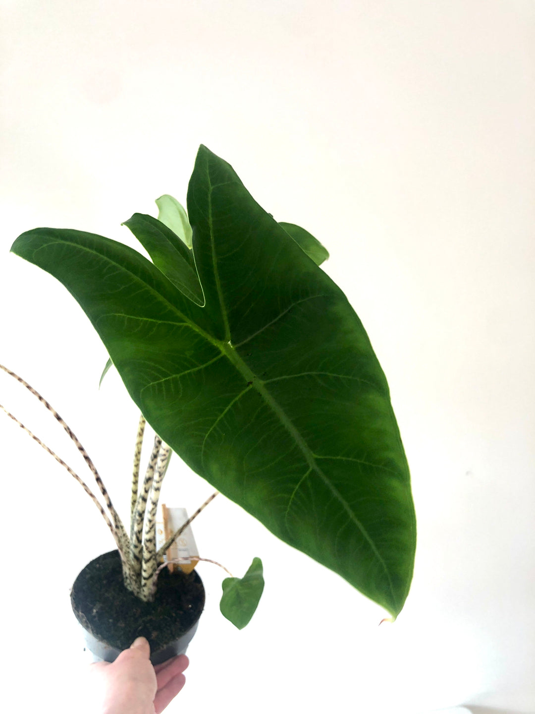 Alocasia Zebrina