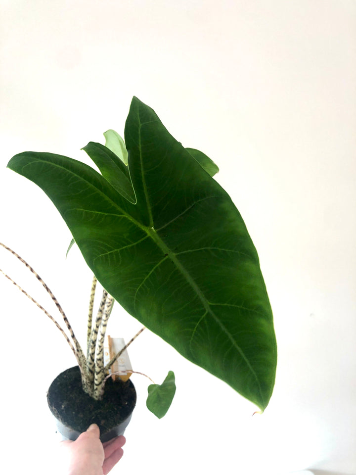 Alocasia Zebrina