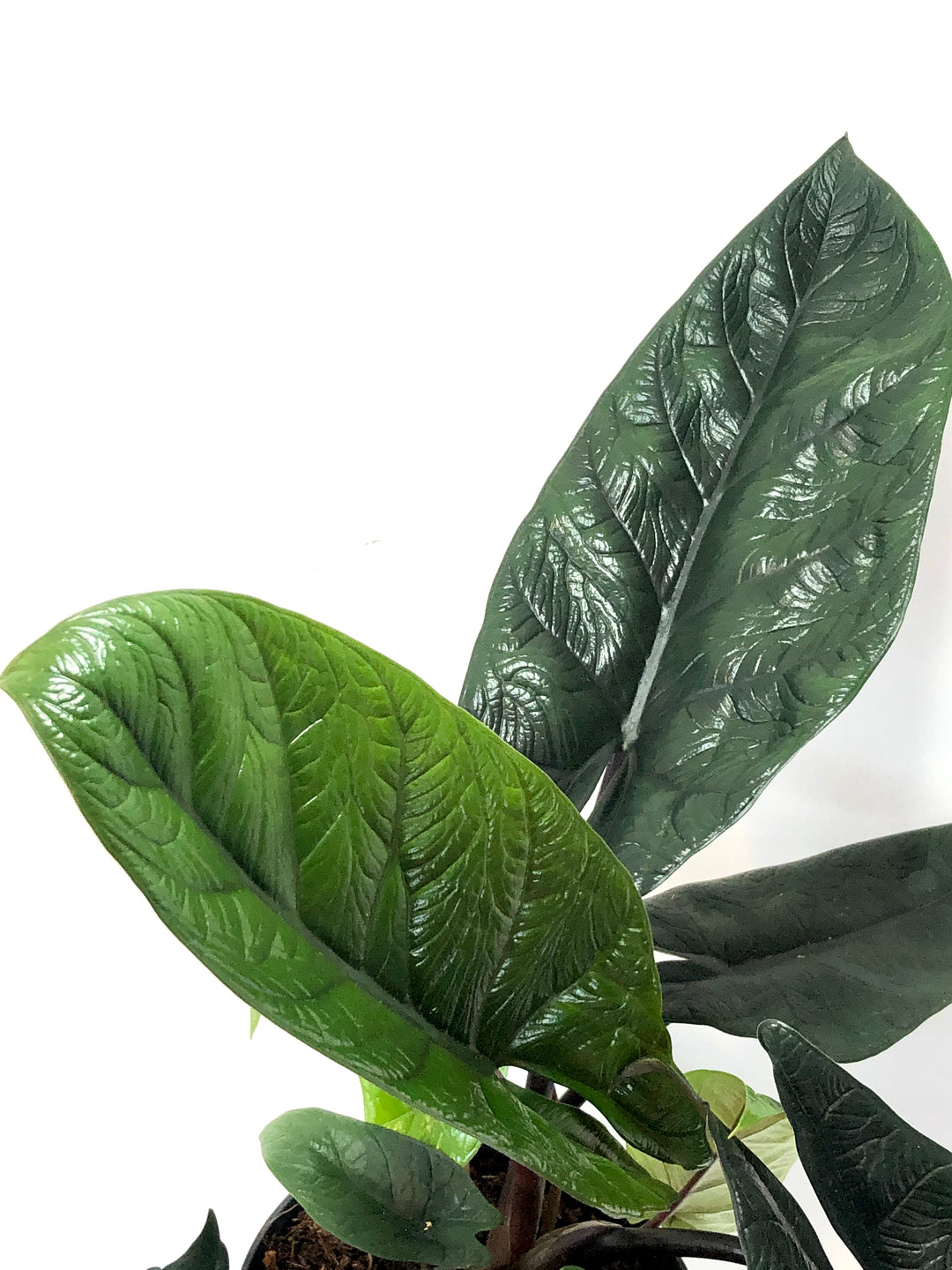 Alocasia Scalprum