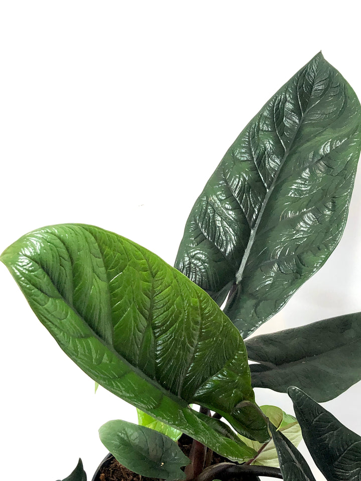 Alocasia Scalprum