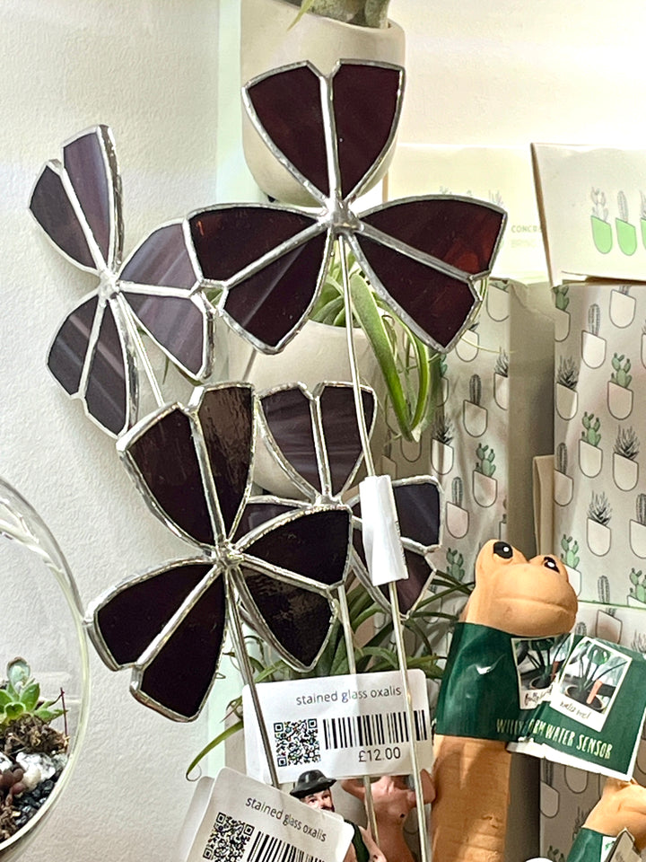 Stained Glass Oxalis