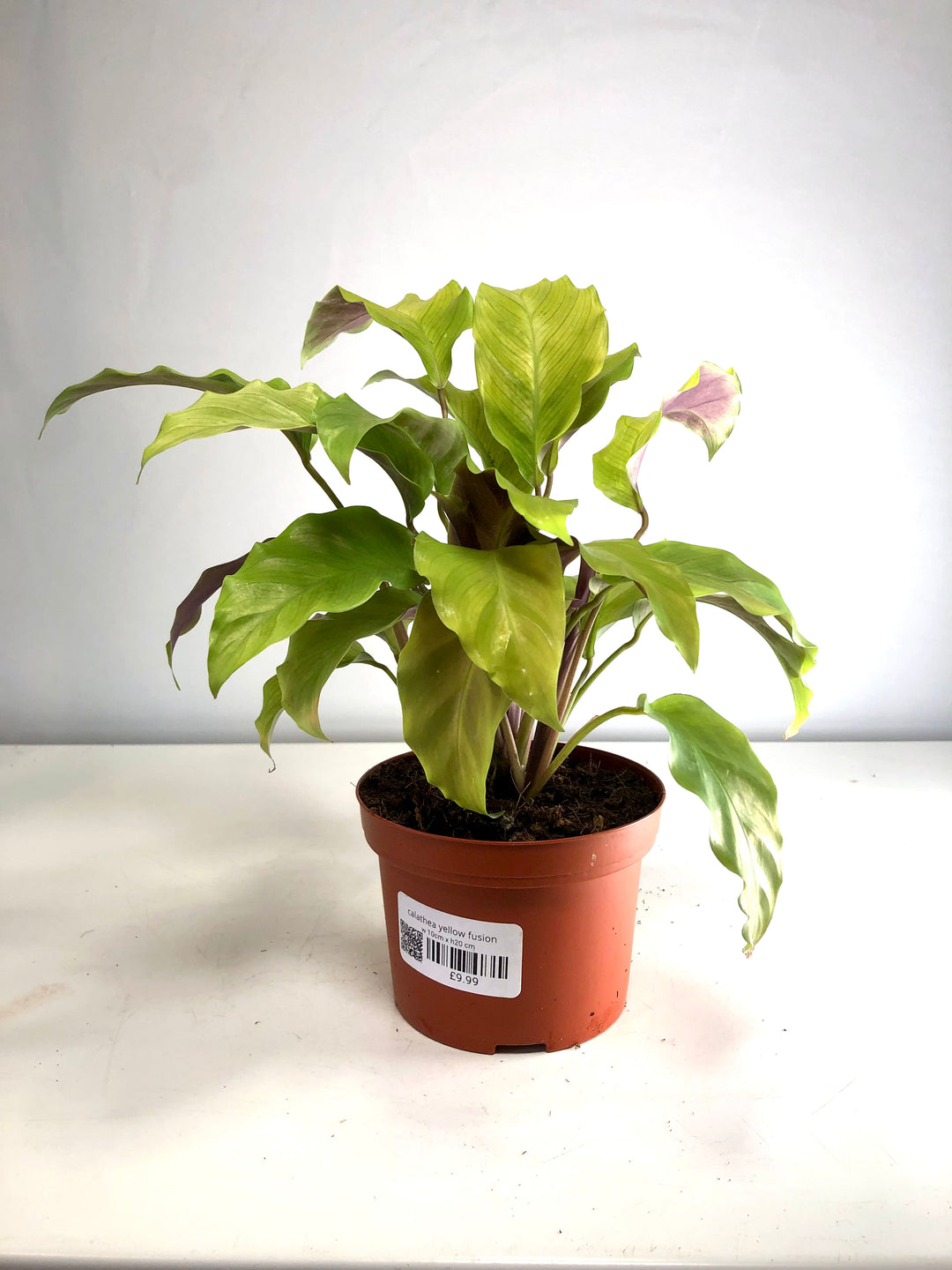 Calathea yellow fusion