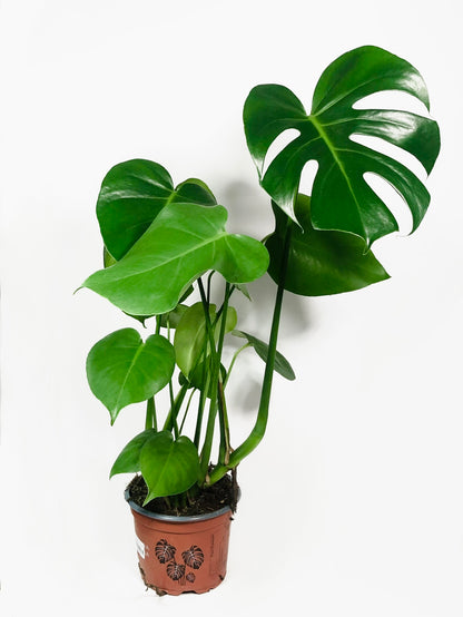 Monstera deliciosa- Swiss Cheese Plant