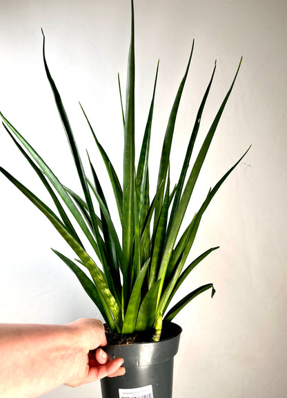 Sansevieria kirkii ‘Friends’