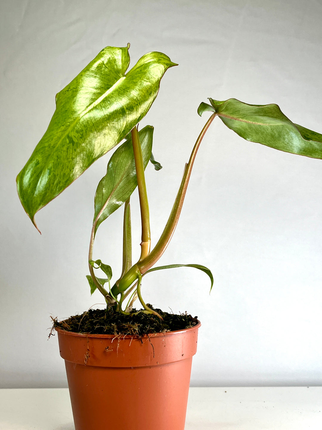 Philodendron Paraiso Verde