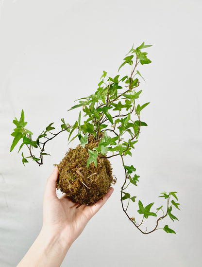 Kokedama