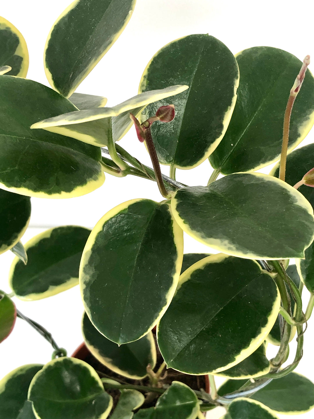 Hoya 'Crimson Queen' - Wax Flower