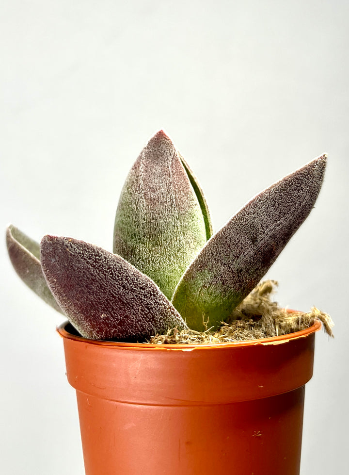 Crassula Garnet Lotus