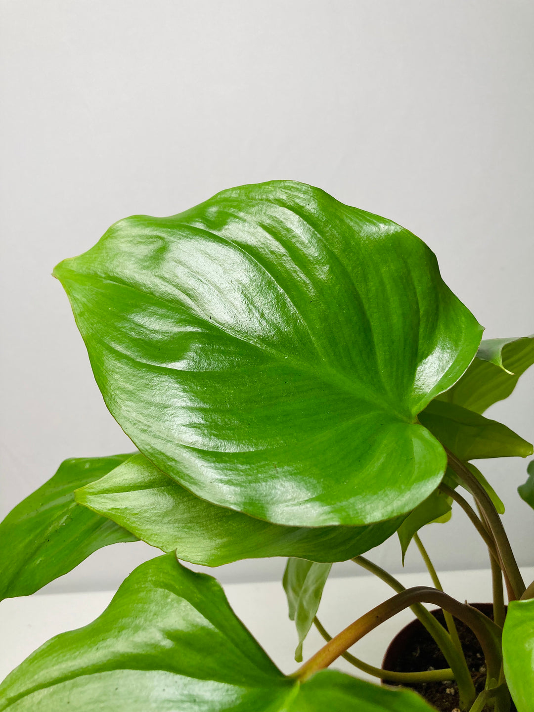 Homalomena Maggy - Shield Plant