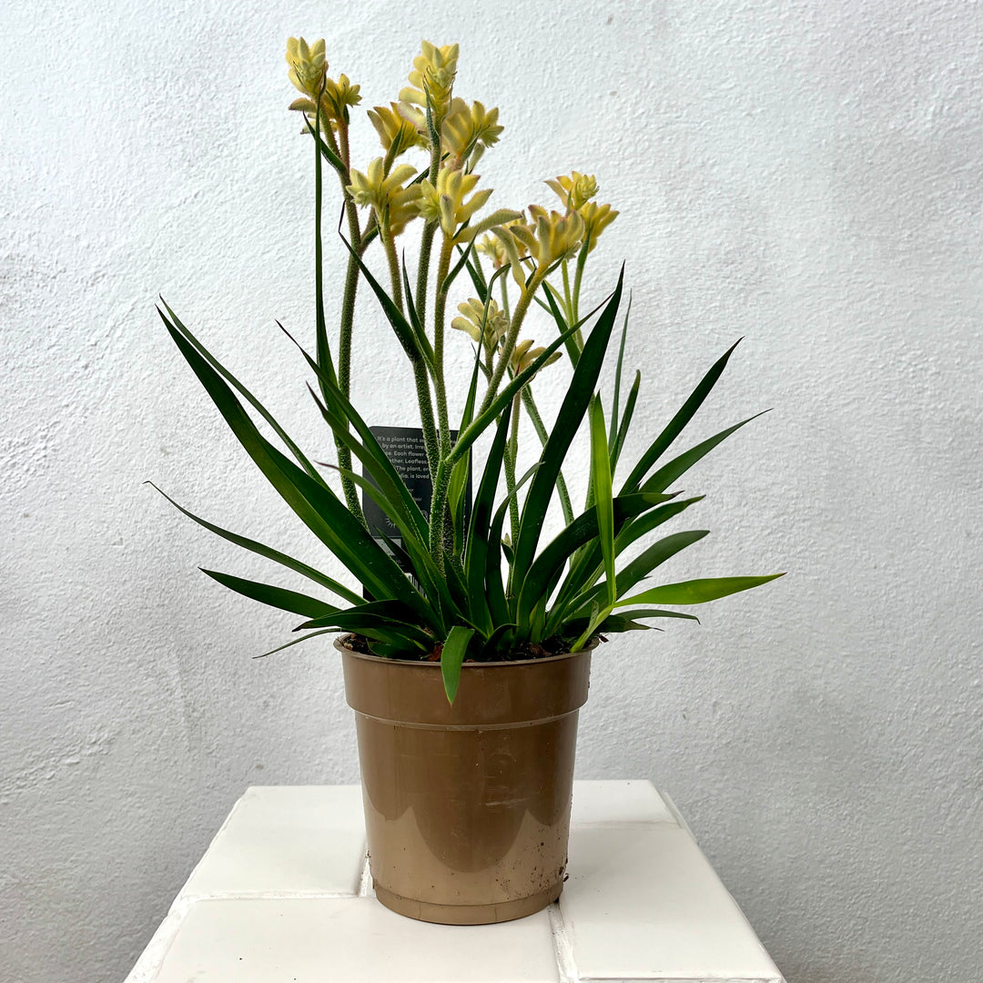 Anigozanthos Yellow- Kangaroo Paw