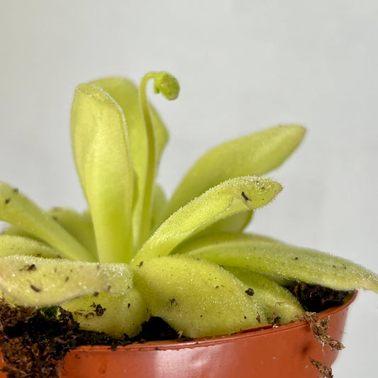 Pinguicula agnata – Mexican Butterwort