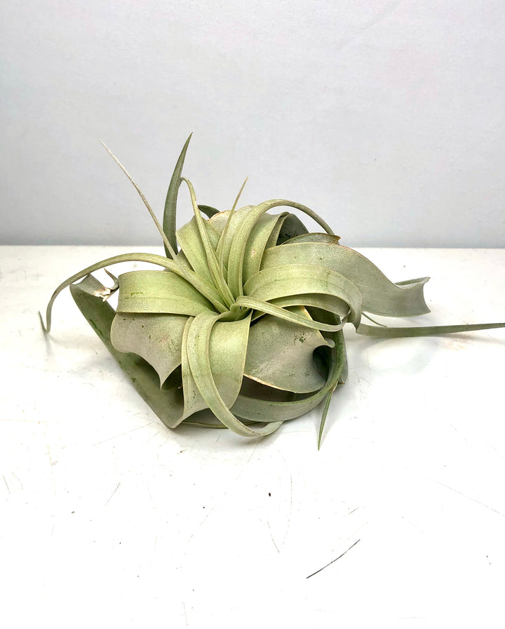 Tillandsia Xerographica