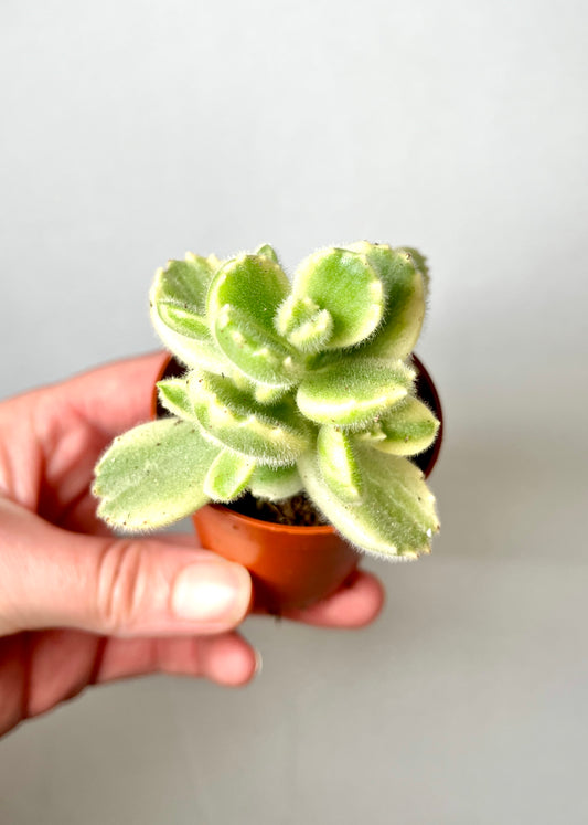 Cotyledon Ladysmithiensis Variagata - Varigated bears paw