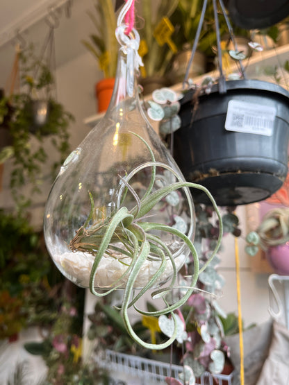 Glass bauble airplant terrarium