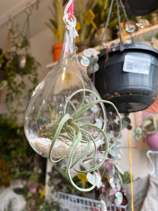 Glass bauble airplant Plant Studio Terrarium