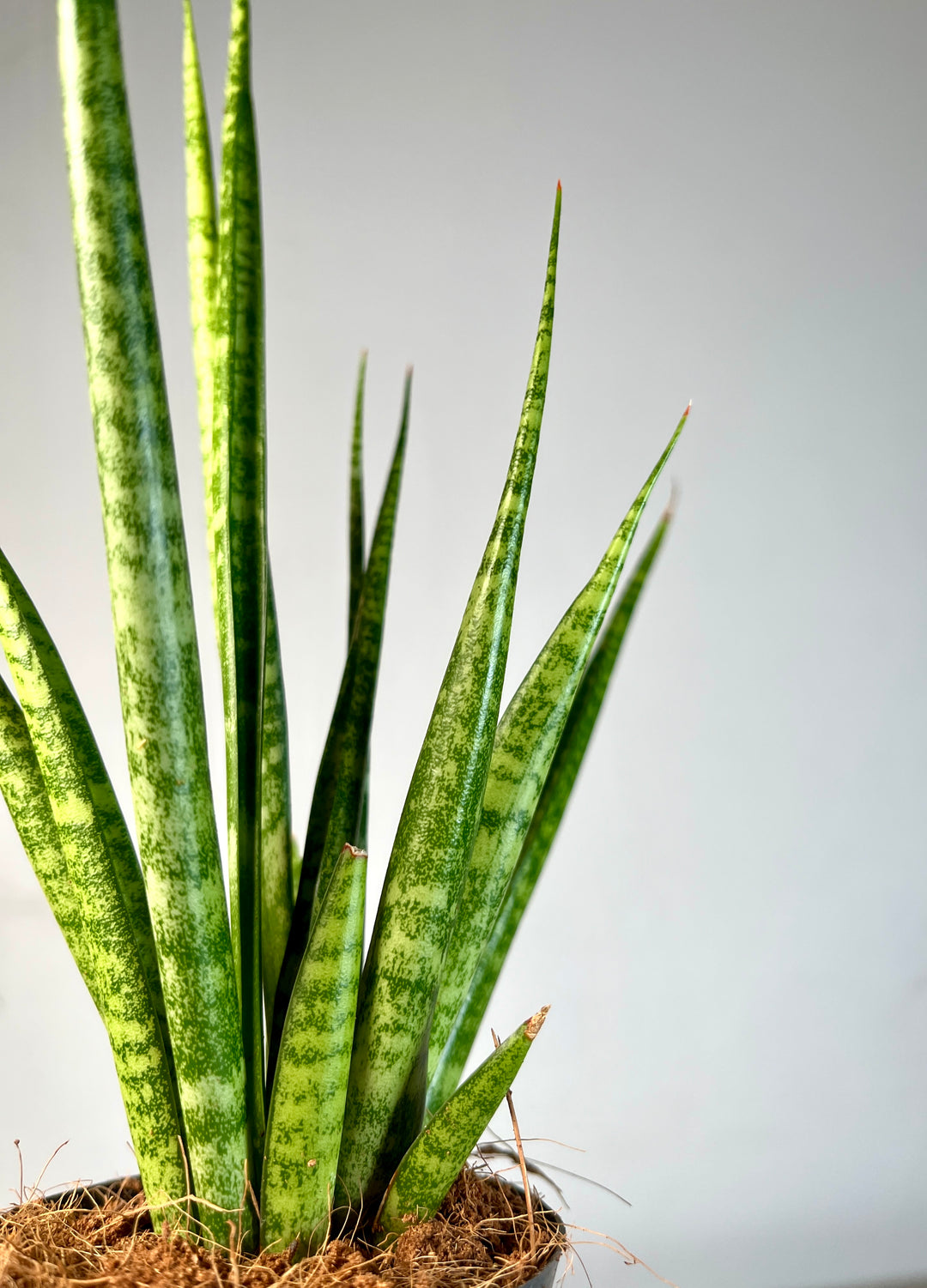 Sansevieria cylindrica – African Spear Plant