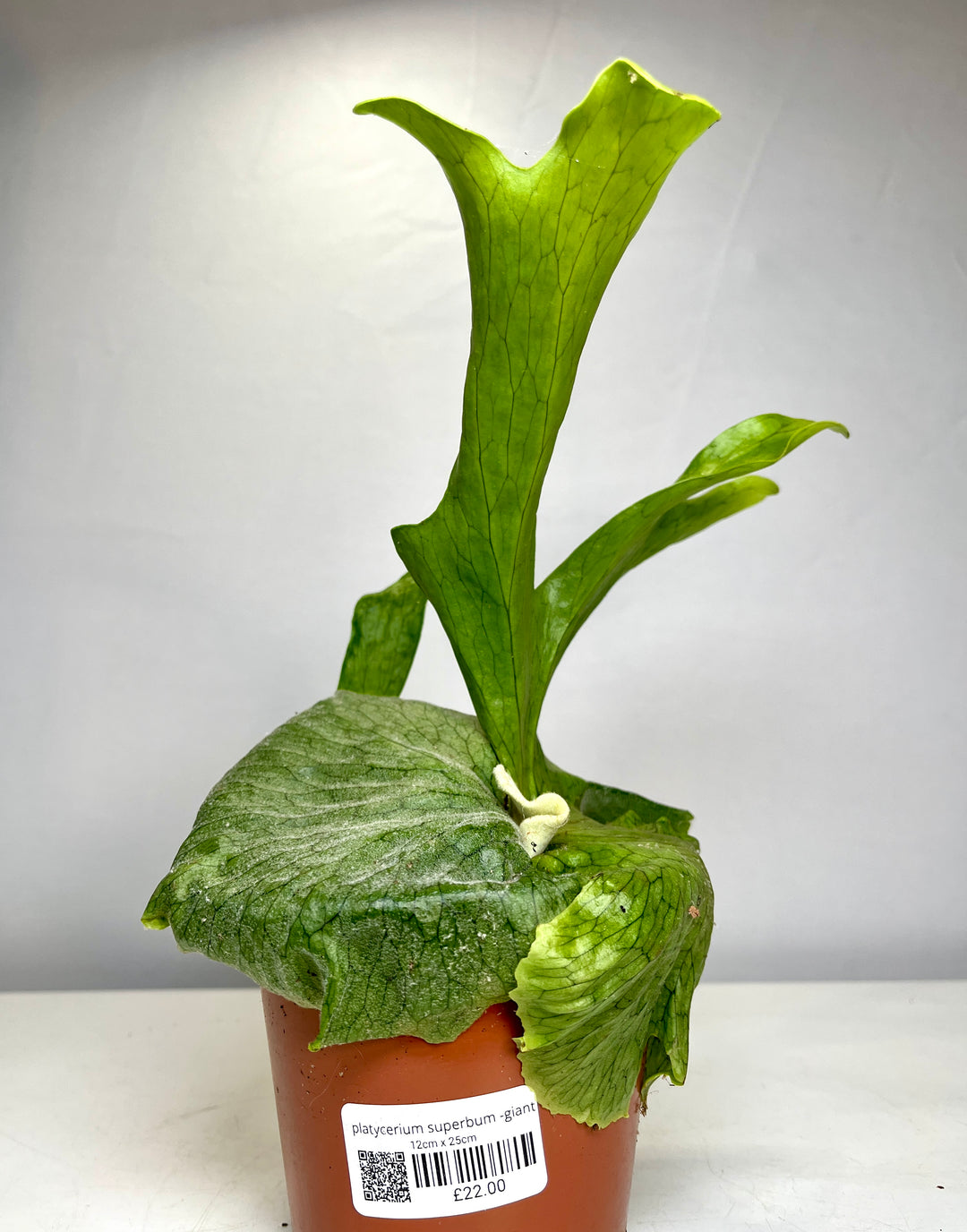 Platycerium Superbum -Giant staghorn fern