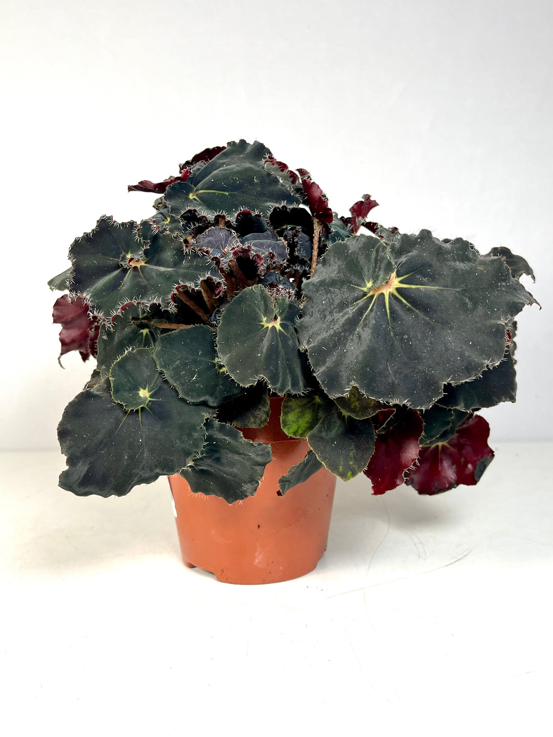 Begonia Rex Dark Mambo