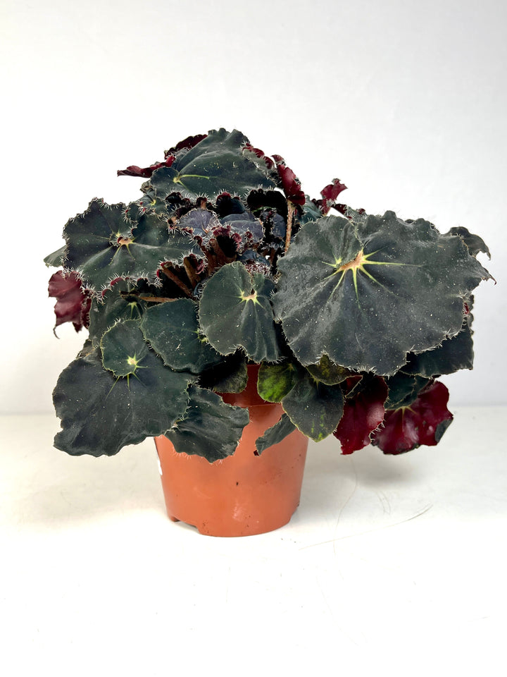 Begonia Rex Dark Mambo