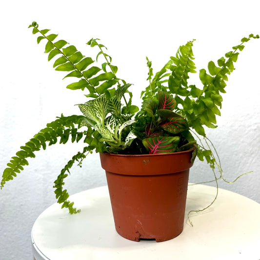 Terrarium Plant Bundle – 3 Closed Terrarium Friendly Plants in One 9cm Pot (Lucky Dip)