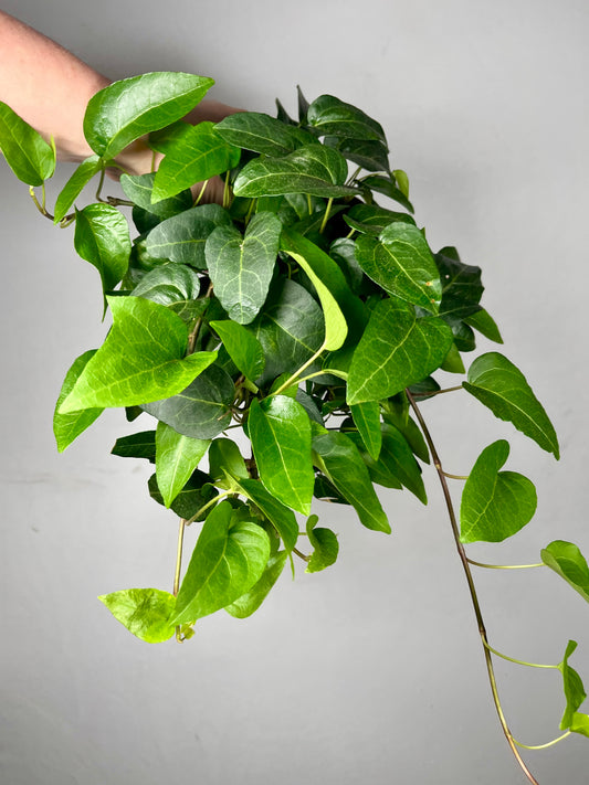Hedera helix 'Lingsuta' – Trailing English Ivy