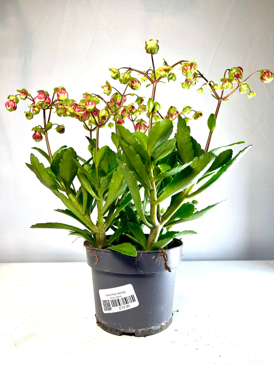 Kalanchoe Wendy