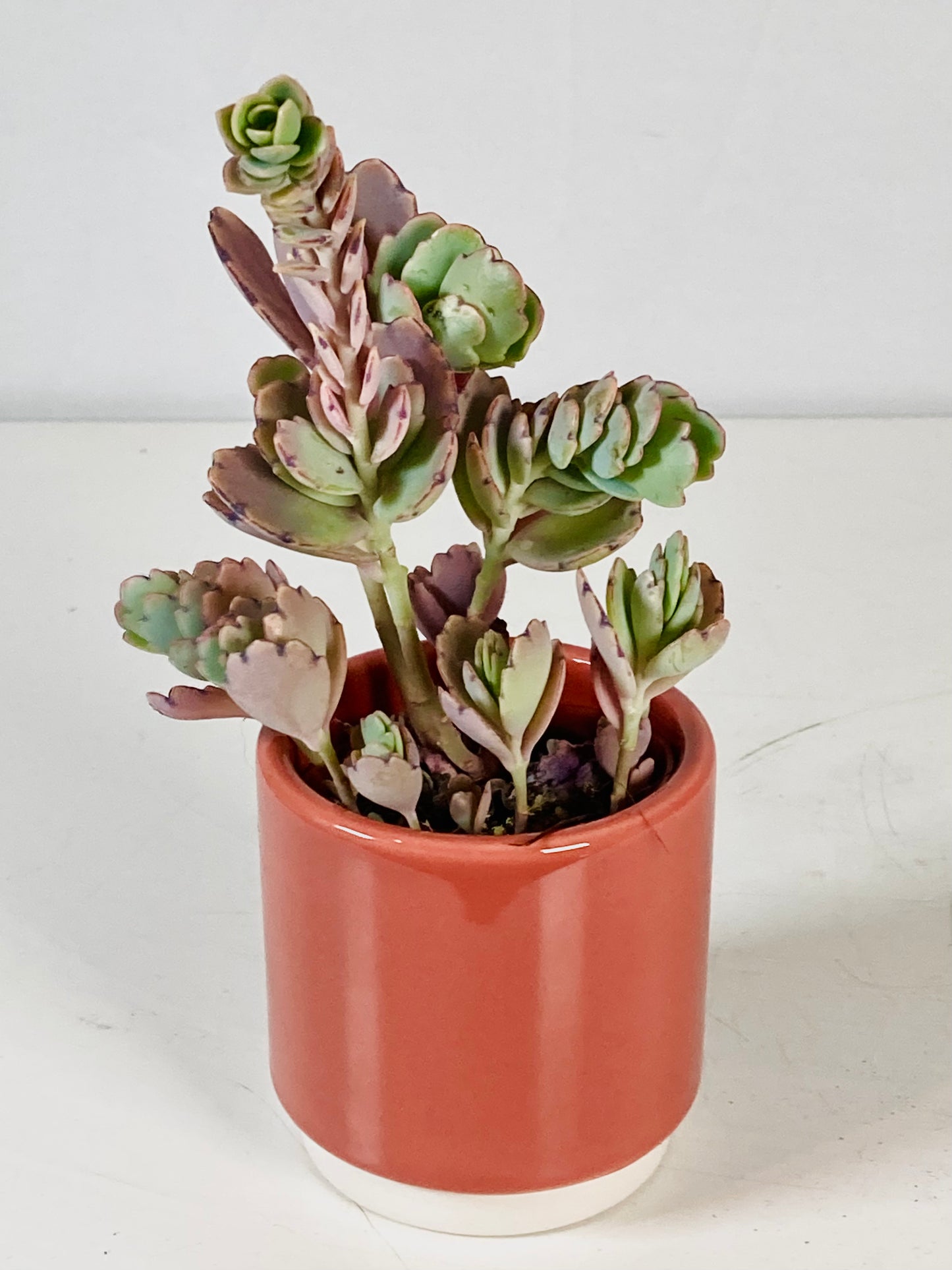 Kalanchoe Ameg