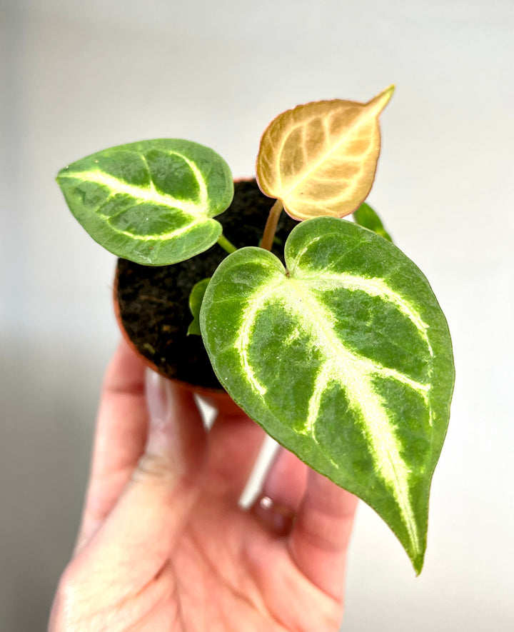 Anthurium Silver Blush