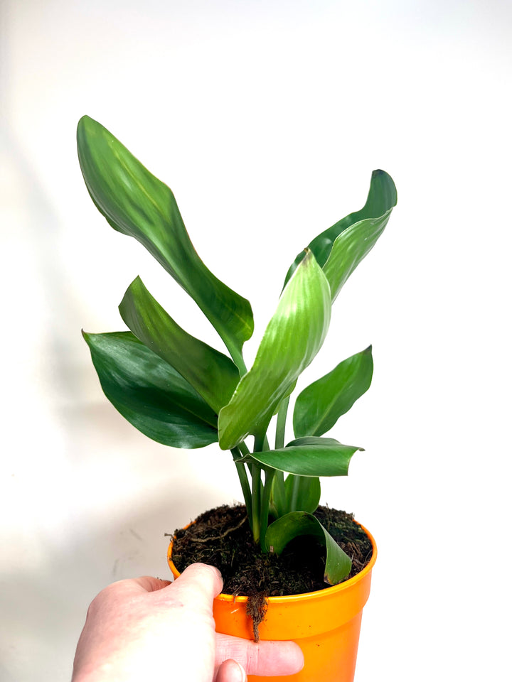 Strelitzia Reginea