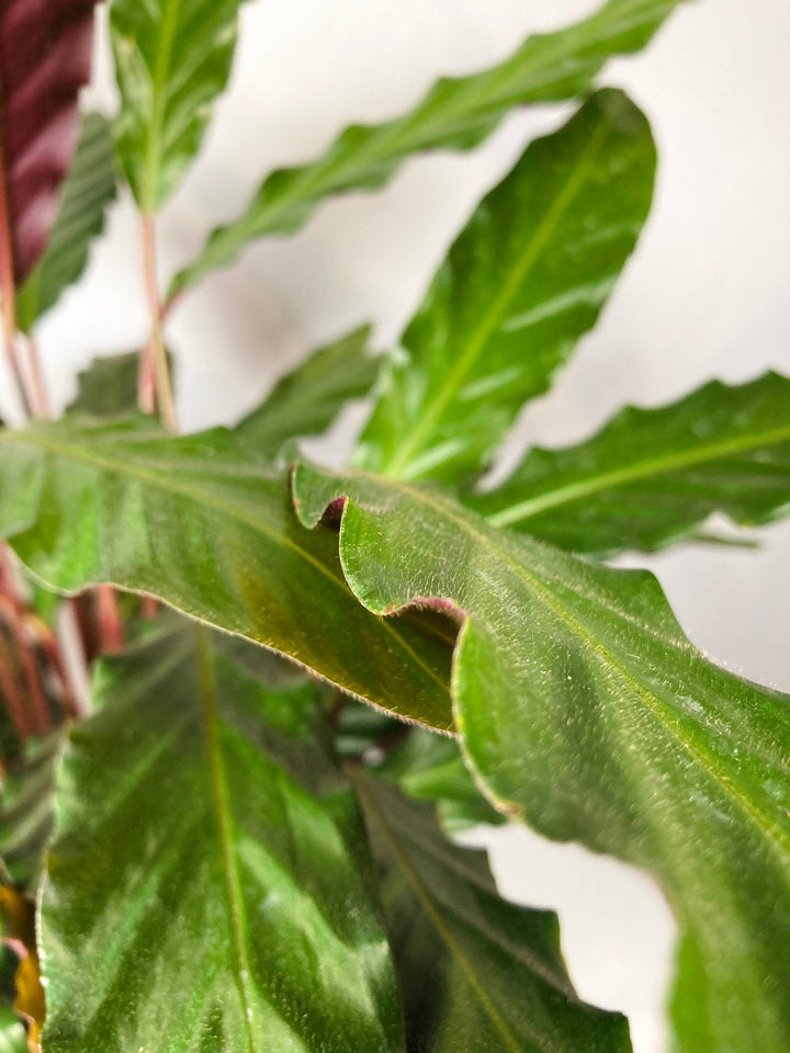 Calathea rufibarba - Furry Feather Calathea