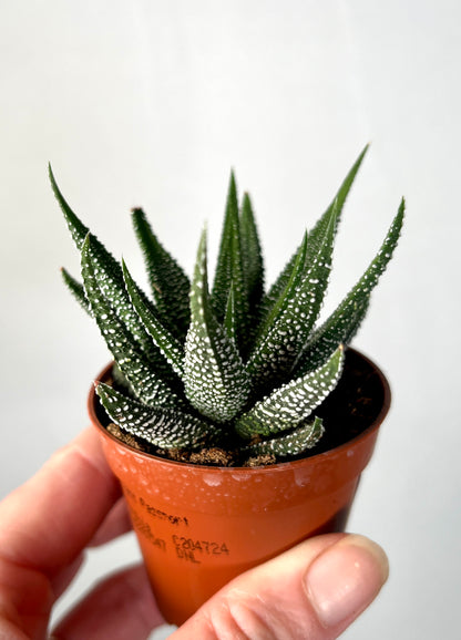 Haworthia concolor