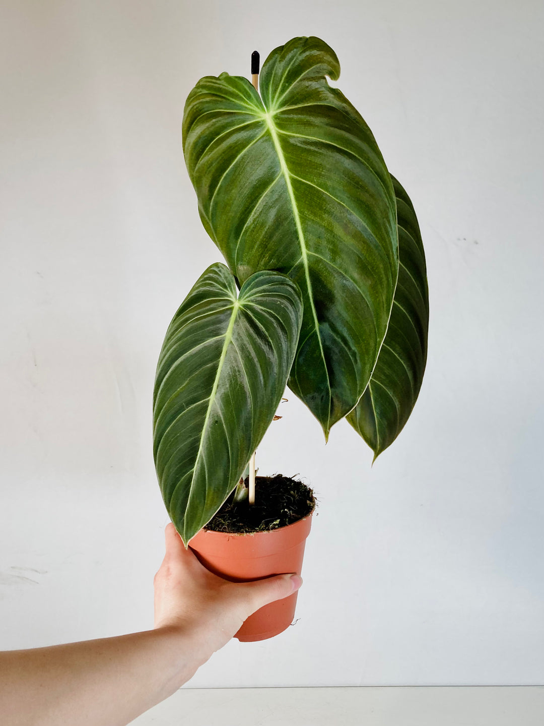Philodendron Melanochrysum