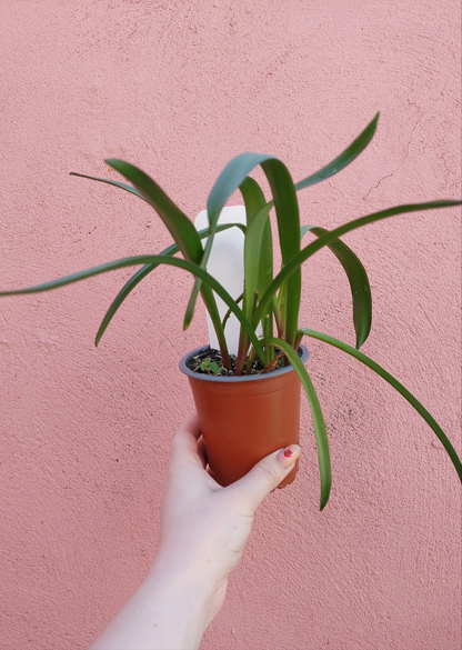 Chindoxa Forbesii Pink Giant -"Glory of the snow"