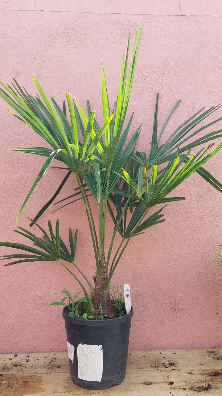Trachycarpus fortunei - Chusan palm