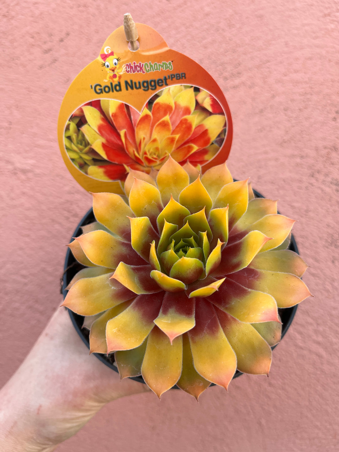 Sempervivum Gold Nugget