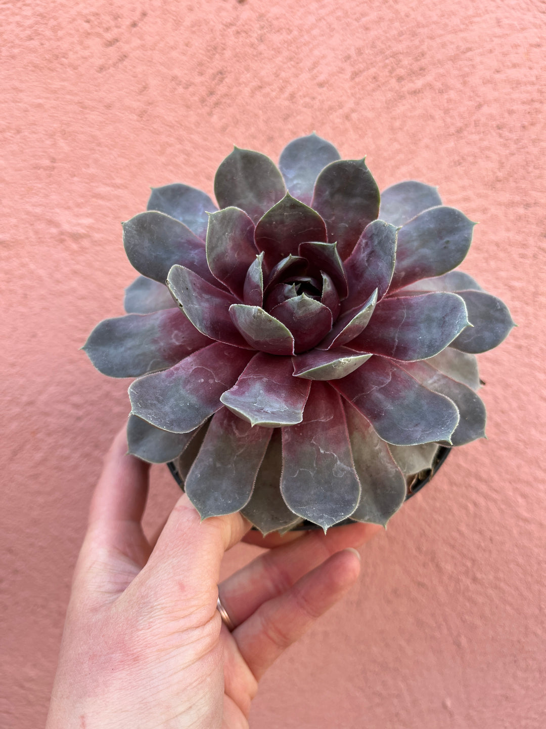 Sempervivum Chick Charms 'Giants Steel Appeal'