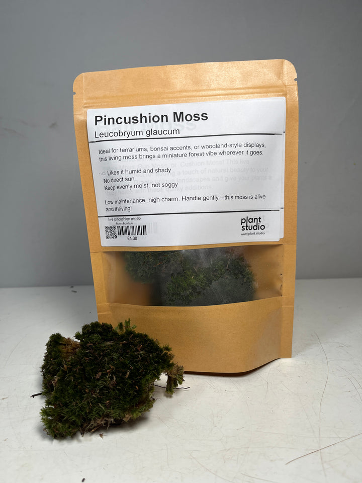 Live Pincushion Moss- Leucobryum glaucum