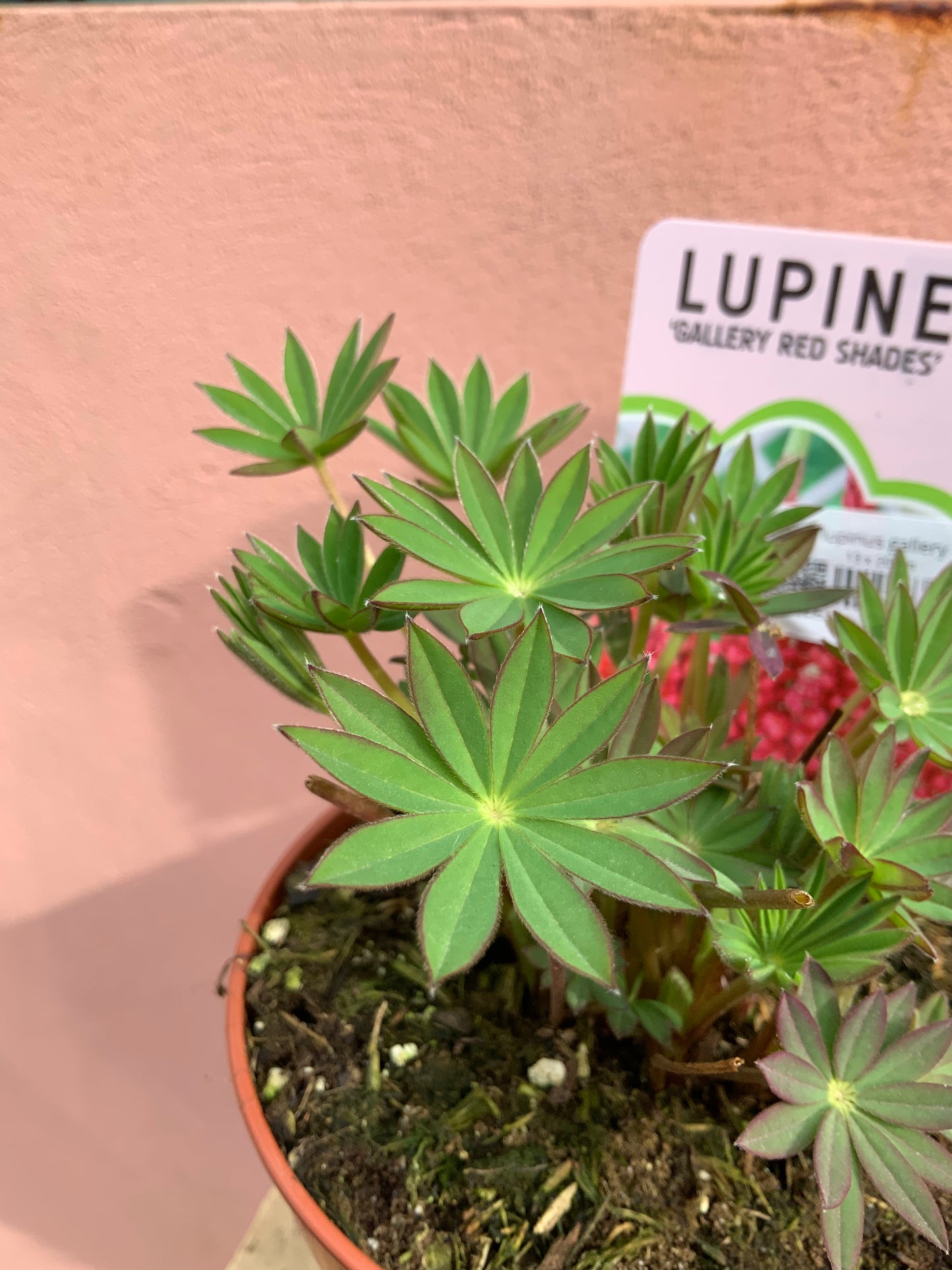 Lupinus Gallery