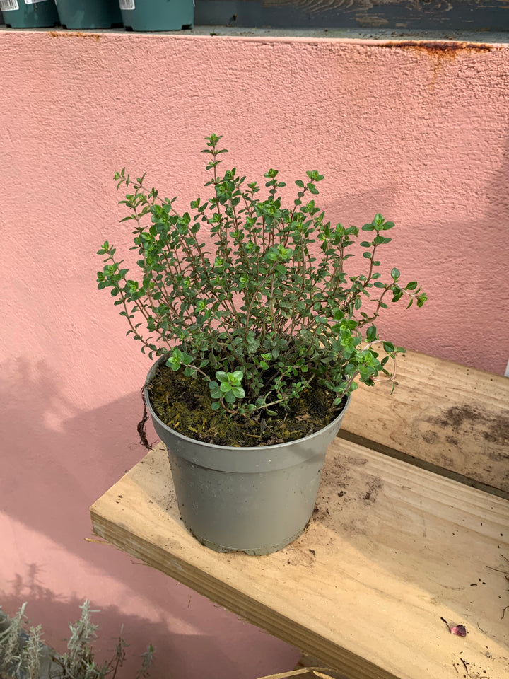 Herbs Mix