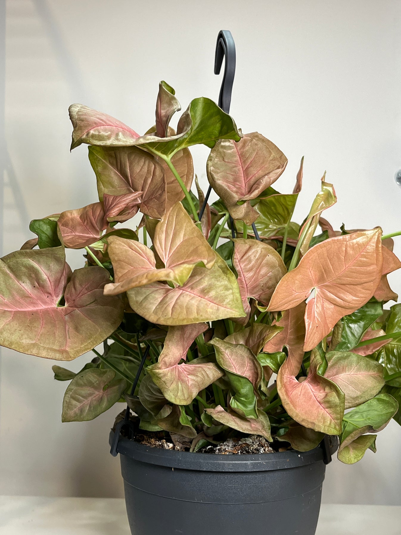 Syngonium mix Plant Studio