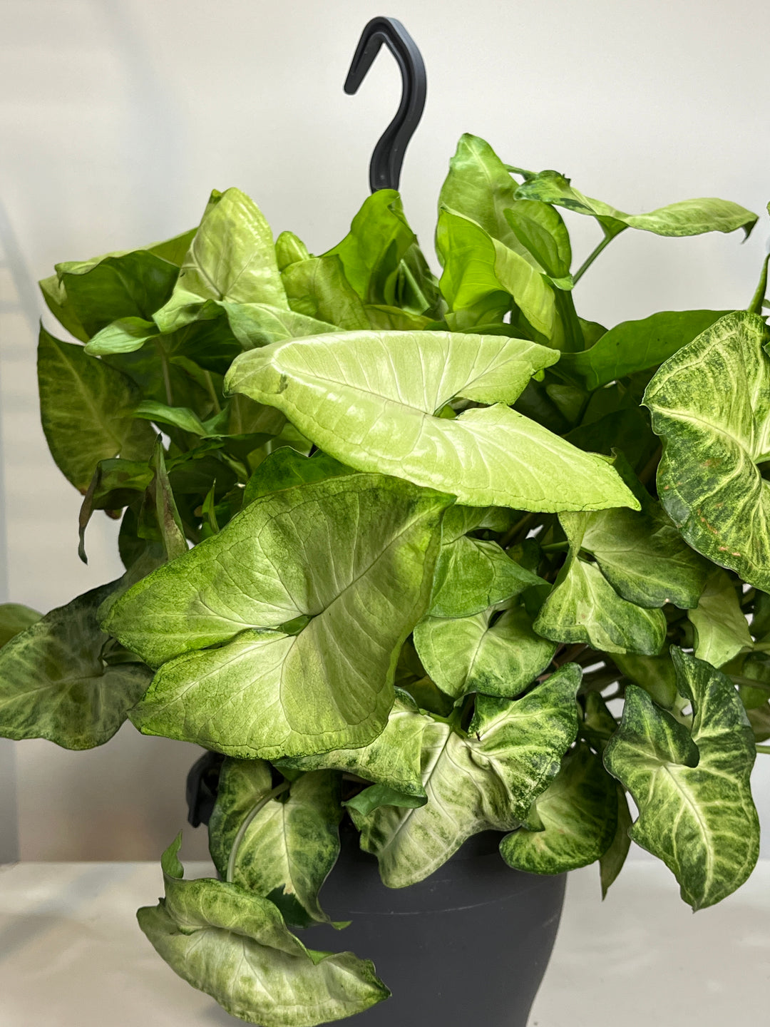 Syngonium mix