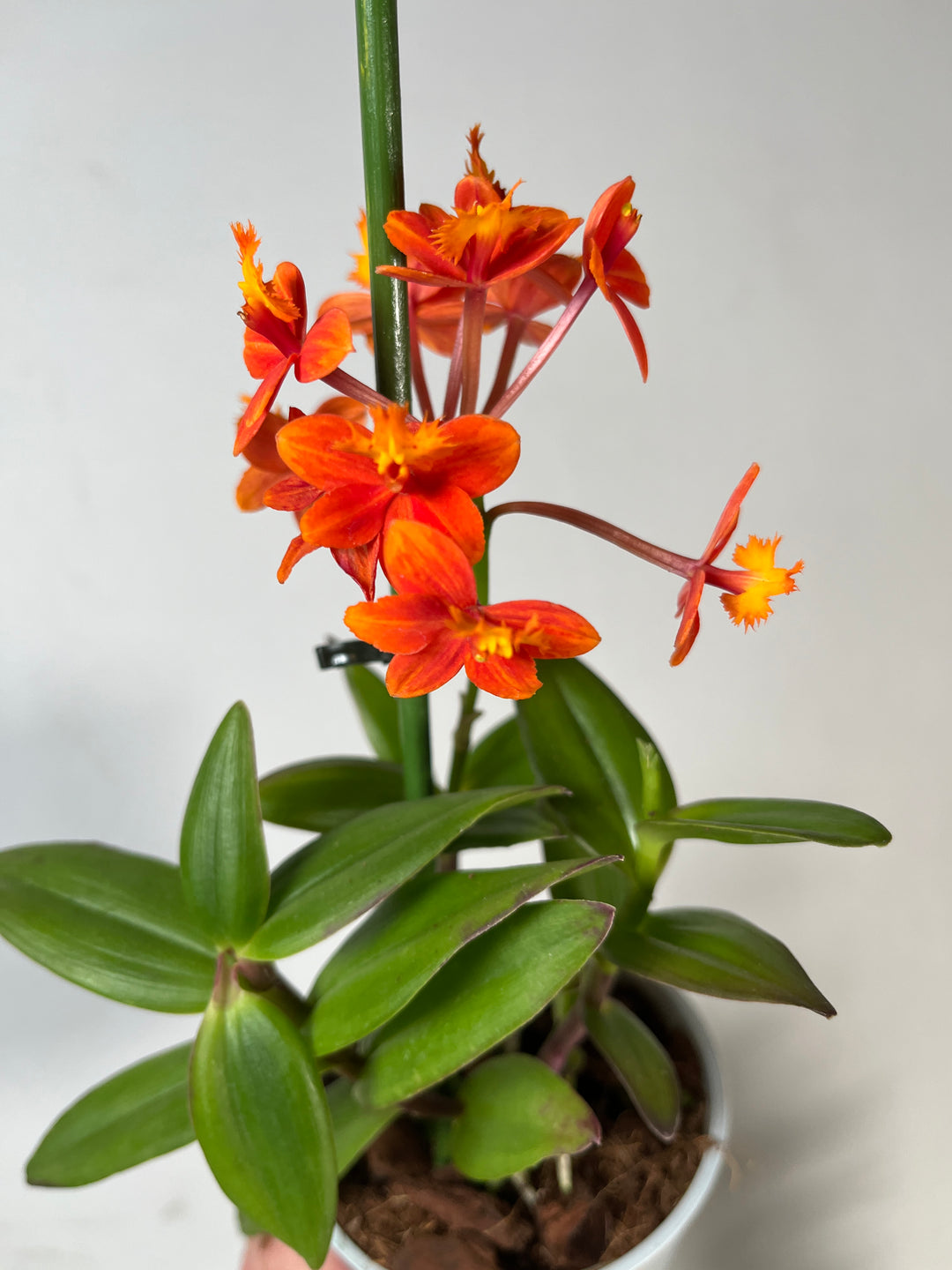 Epidendrum radicans— Fire-Star Orchid, Reed-Stem Orchid, Rainbow Orchid, or Crucifix Orchid