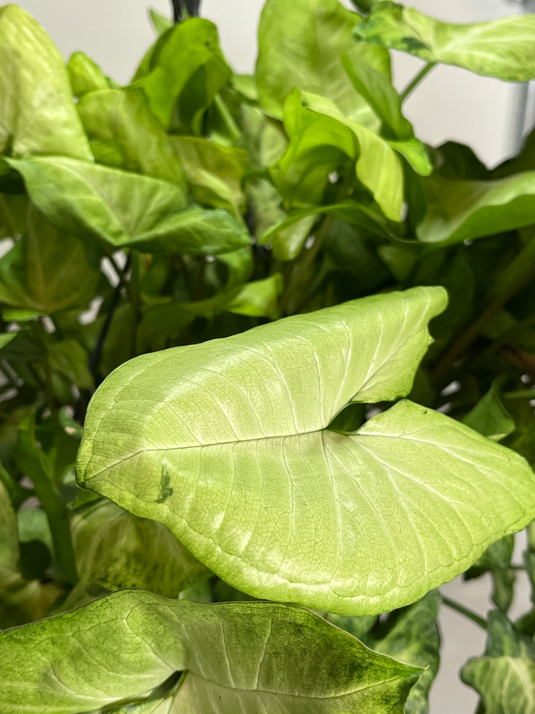Syngonium mix