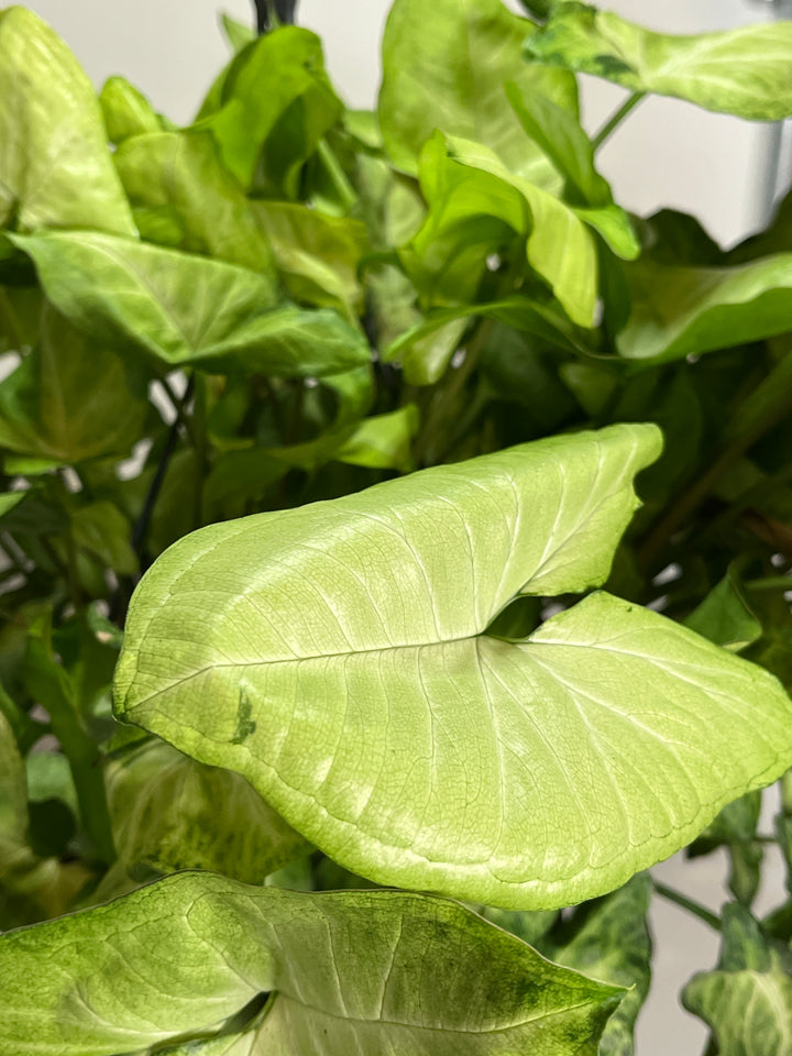 Syngonium mix