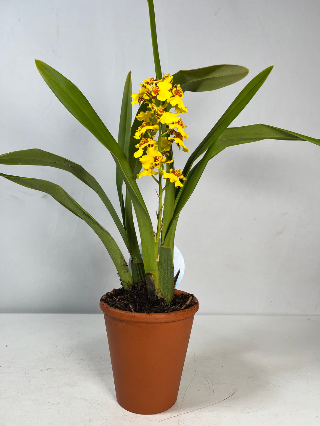 Oncidium varicosum –  yellow flowers - Dancing Lady Orchid