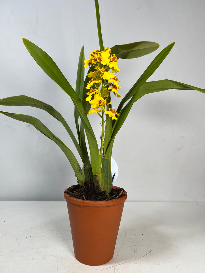 Oncidium varicosum –  yellow flowers - Dancing Lady Orchid