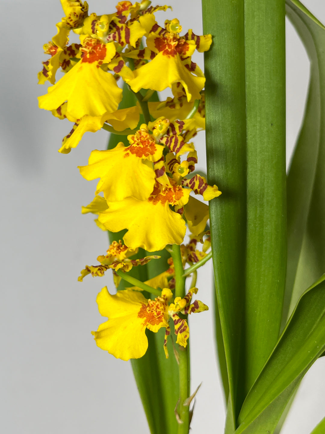 Oncidium varicosum –  yellow flowers - Dancing Lady Orchid