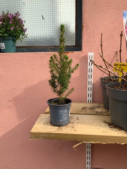 Picea Gl Conica